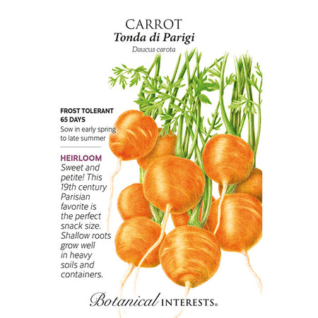 Carrot Tonda  di Parigi