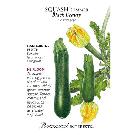 Squash Summer Black Beauty