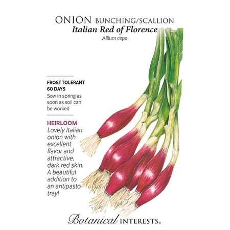 Onion Bunching (red) Italian