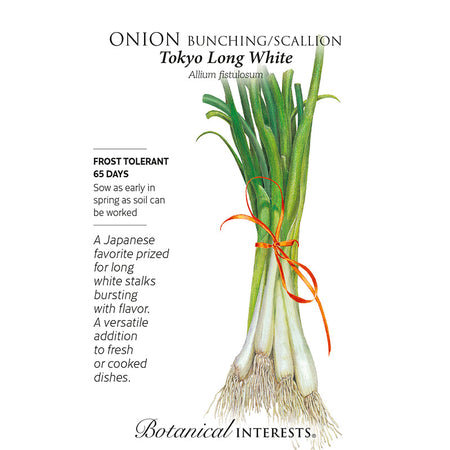 Onion Bunching (white) Tokyo Long