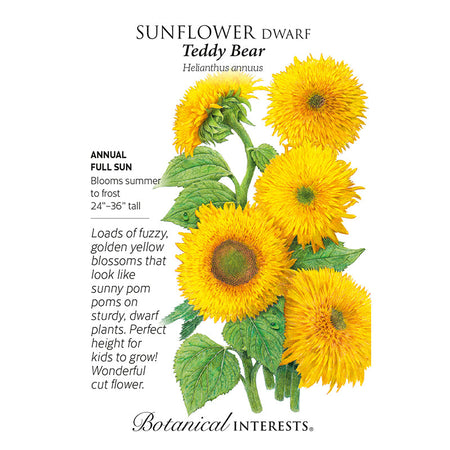 Sunflower Dwf Teddy Bear